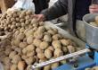 Statistici preturi: Cartofii s-au ieftinit cel mai mult in luna iunie