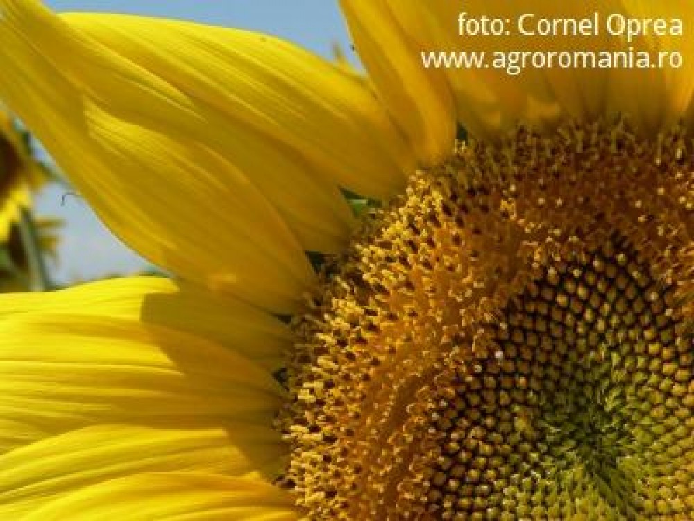 Pretul la floarea soarelui: 400 de euro pe tona si creste