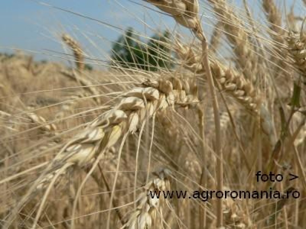 Ialomita: Pretul graului e 1 leu kilogramul in iulie 2012, iar calitatea graului e buna