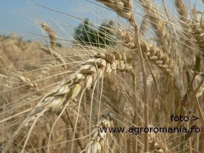Ialomita: Pretul graului e 1 leu kilogramul in iulie 2012, iar calitatea graului e buna