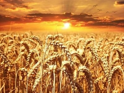 ROMPAN: Recolta de grau va fi buna, dar preturile vor creste