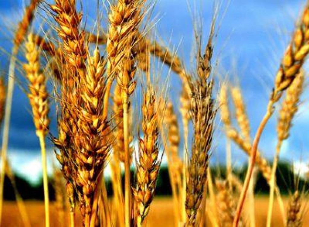 Egiptul a cumparat grau romanesc cu 80 de bani/kg