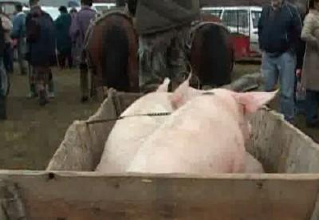 Cu cat s-a scumpit carnea de porc fata de luna decembrie a anului trecut