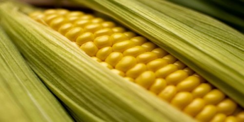 Preturile marfurilor agricole se prabusesc. Preturile actuale la grau si porumb