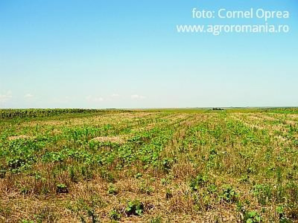 Ultima versiune a legii terenurilor agricole. Iata cum vor putea fi vandute terenurile incepand de la 1 ianuarie
