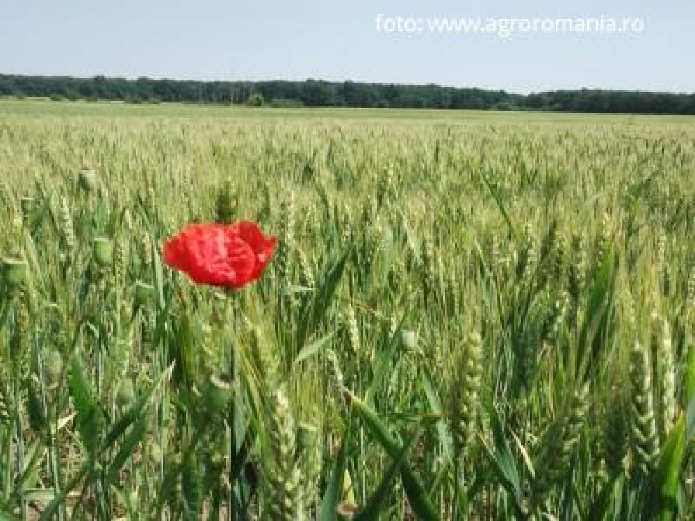 Fostul ministru Tabara estimeaza ca pretul terenurilor va scadea anul viitor