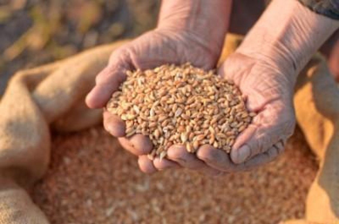 Stagnare pe piata cerealelor: pretul la cereale nu va cunoaste deprecieri majore
