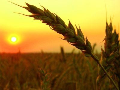 Pretul cerealelor 2013: Guvernul nu poate interveni pe piata