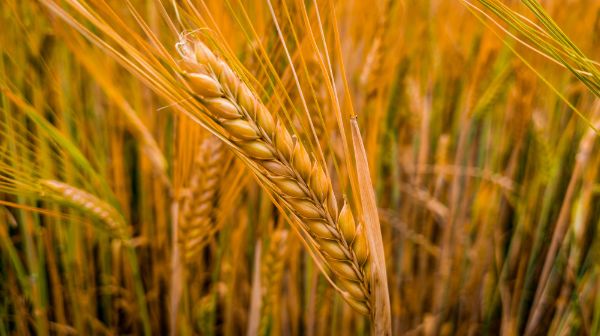 Uniunea Europeana: Romania ocupa locul doi in topul exporturilor de cereale