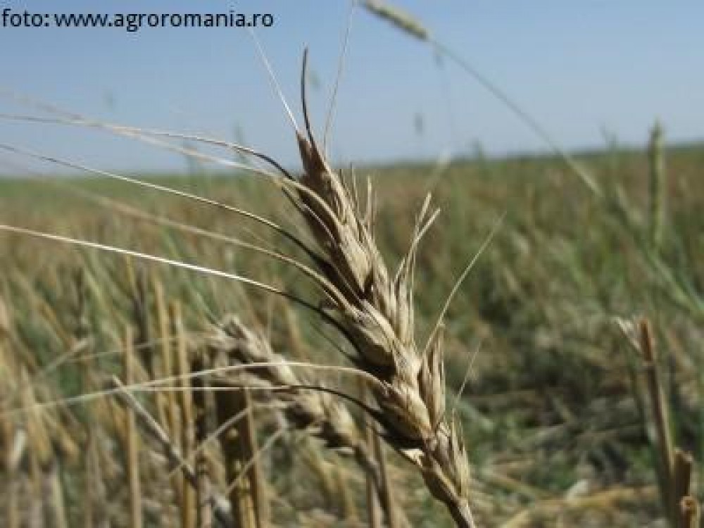 Pretul graului in 2012, la ce sa ne asteptam in perioada urmatoare