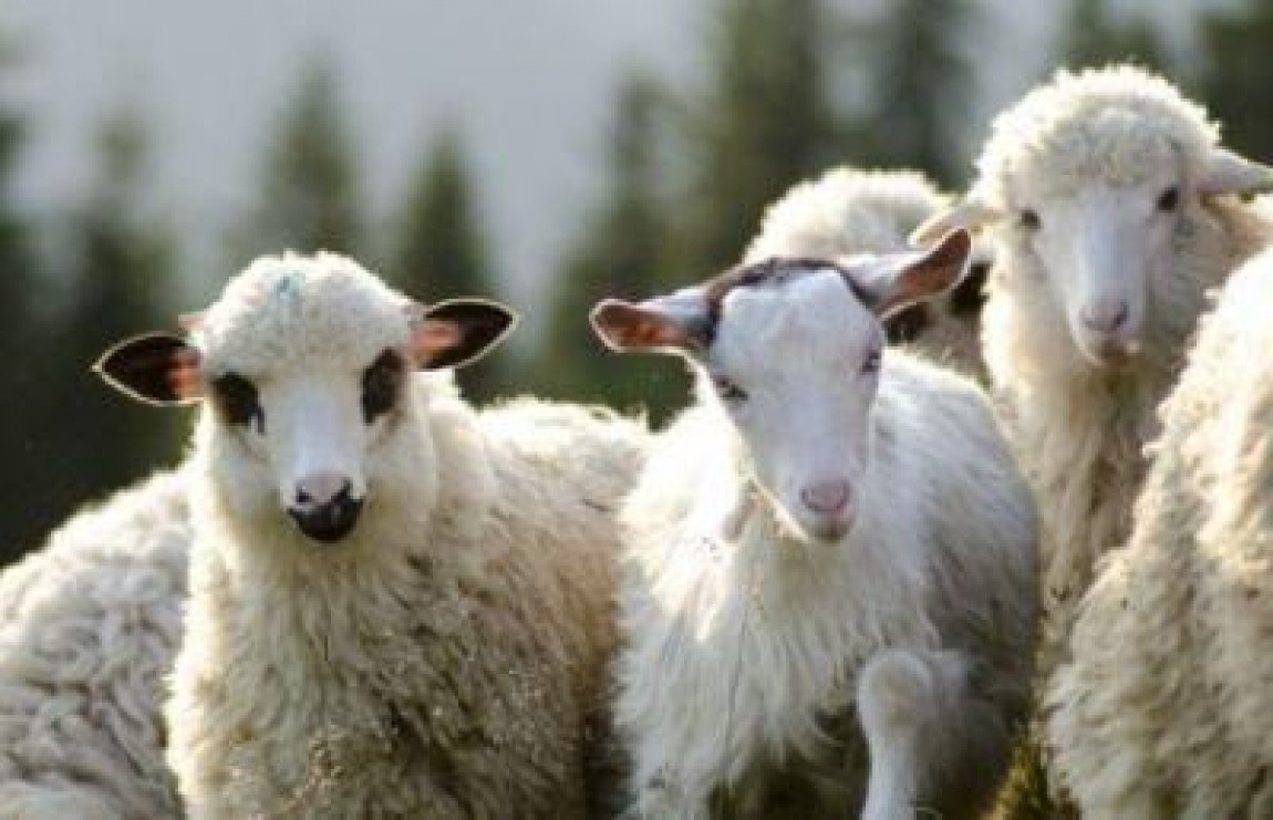 Pretul carnii de miel ramane acelasi ca anul trecut