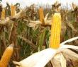Romania can export 5 million tons of corn