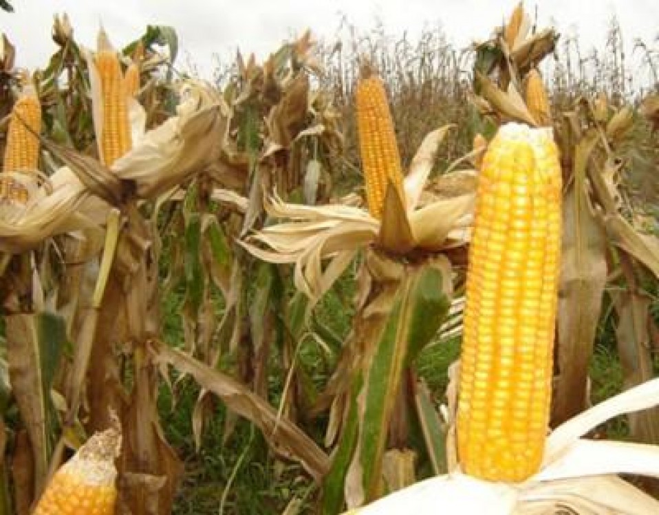 Pretul porumbului, peste 1000 de lei tona