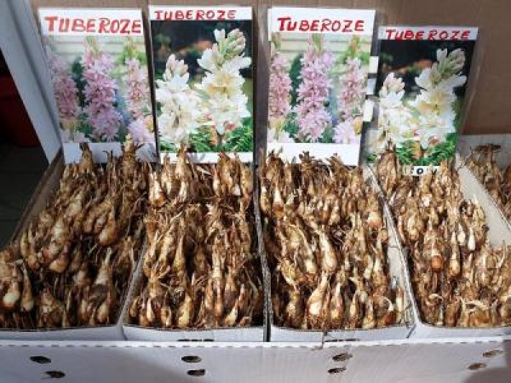 Prima floare din Romania protejata la nivelul UE: tuberoza de Hoghilag