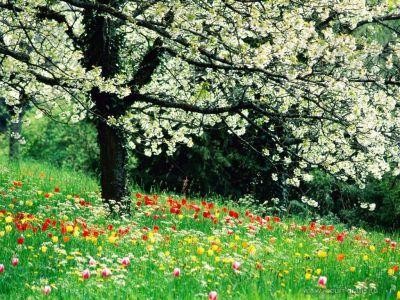 Buletin agrometeorologic pentru perioada 8-12 aprilie