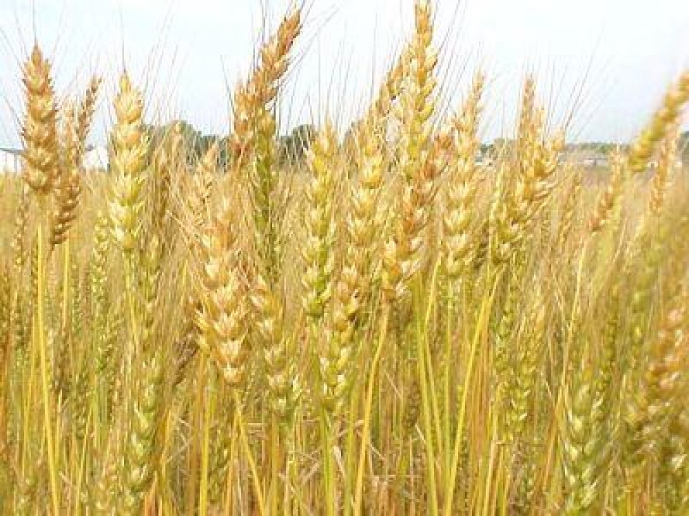 Inca patru organizatii au aderat la Federatia Pro Agro