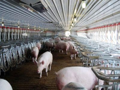 Producatorii din industria carnii de porc se indoiesc de rentabilitatea reluarii exporturilor de porci vii