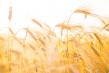 APIA: Producatorii agricoli de cereale pot depune cereri de finantare pana pe 11 mai