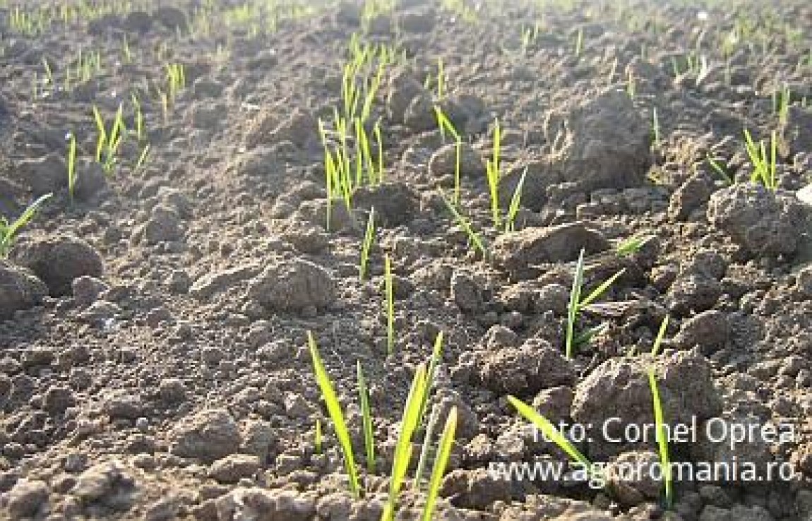 Ce se intampla in 2012 cu productia romaneasca de cereale