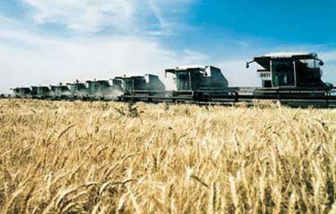 Recolta de grau 2013: Peste 7 milioane de tone