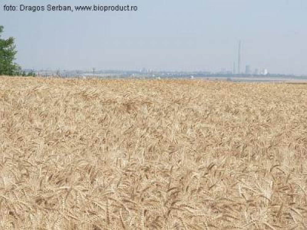 Recolta de grau a Romaniei a depasit 7 milioane de tone, in 2011