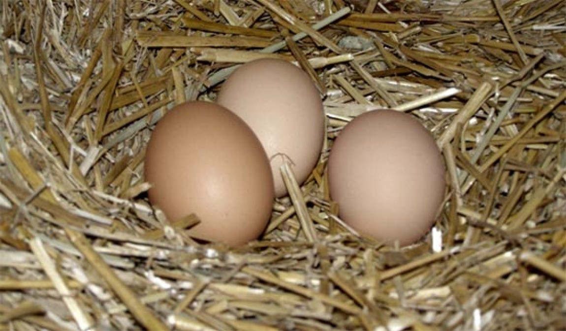 Zootehnie: Avantajele sistemului de crestere a puilor la sol