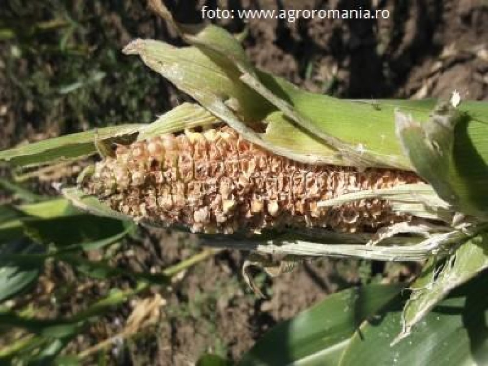 Recolta de porumb cu 60% mai mica in 2012