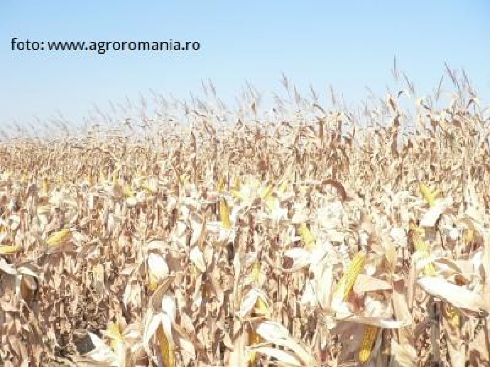 Productia de porumb a Romaniei se estimeaza ca ar fi cu 2,1 mil tone mai mica ca anul trecut