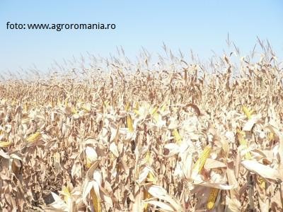 Productia de porumb a Romaniei se estimeaza ca ar fi cu 2,1 mil tone mai mica ca anul trecut