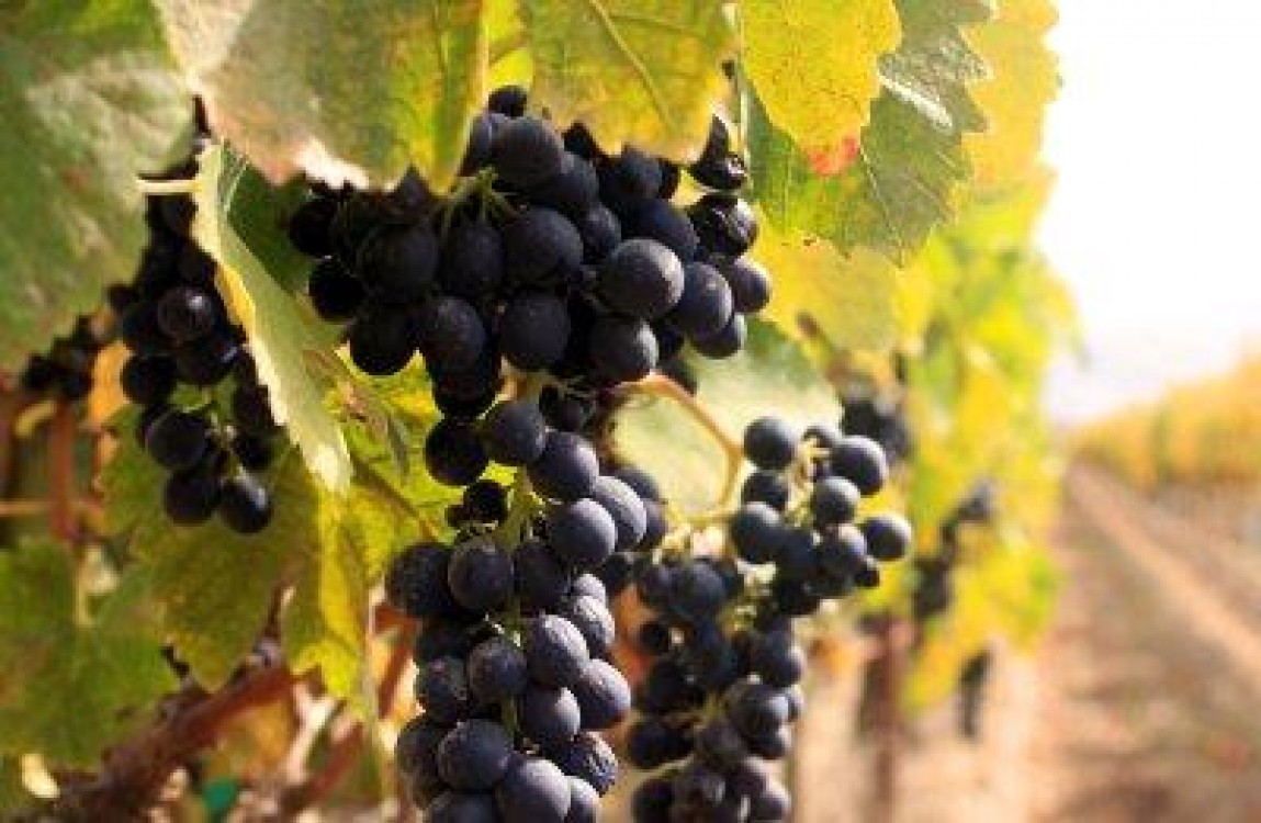 Specialistii estimeaza una din cele mai bune productii de vin din ultimii ani