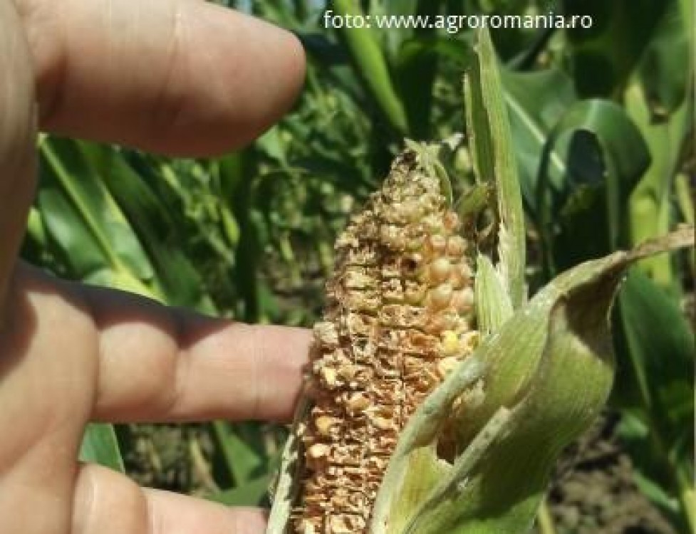 Ministrul estimeaza pierderi de 60% la porumb
