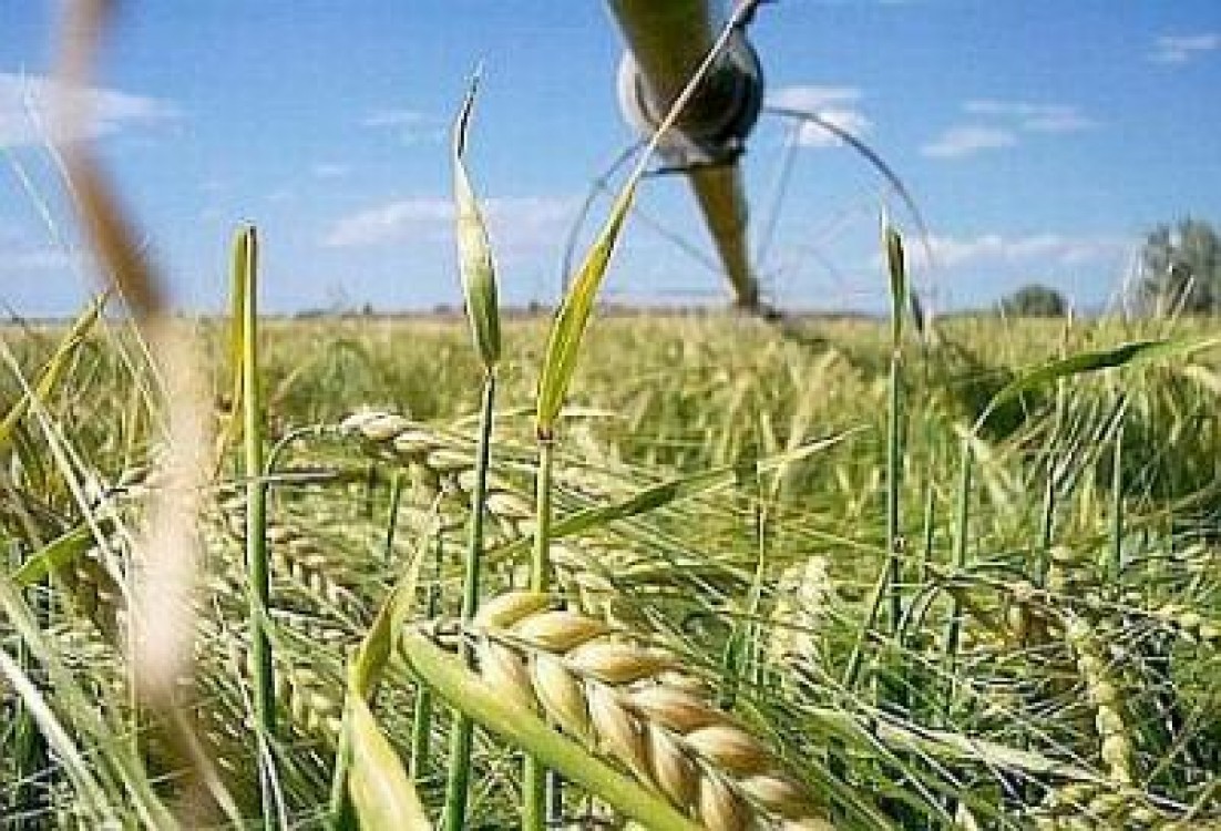 Posibile probleme din punct de vedere al productiilor agricole in 2012