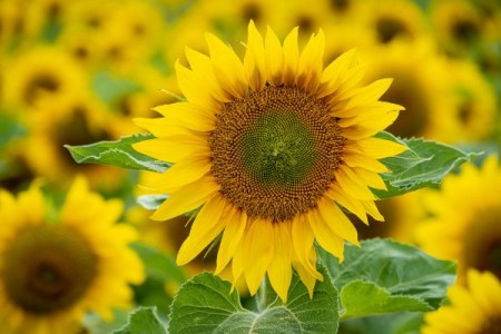 MADR: Derogare pentru tratarea semintelor de porumb si floarea-soarelui cu neonicotinoide