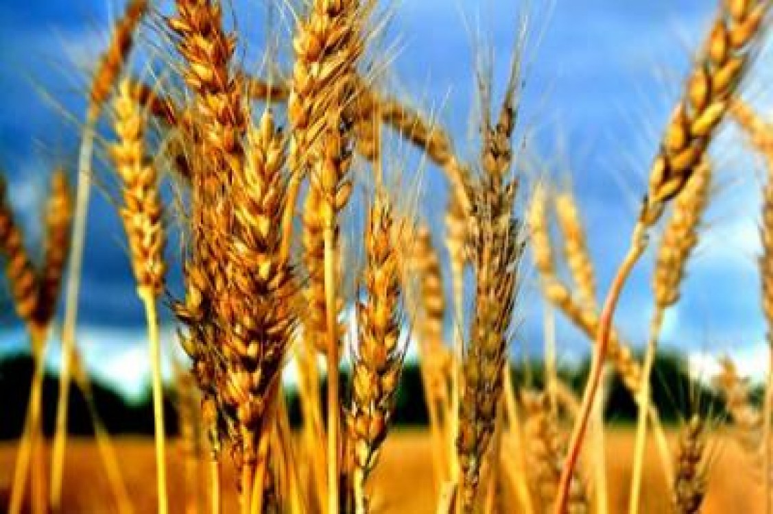 FAO anunta o scadere a productiei de grau mondiale in acest an, comparativ cu anul trecut