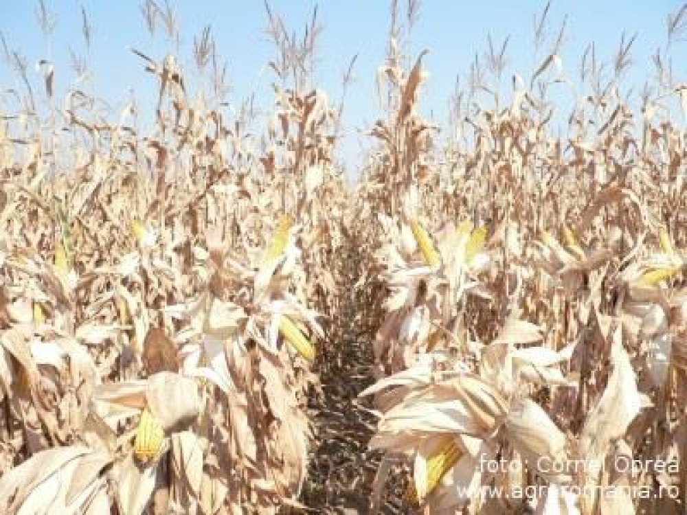 Suntem pe primul loc la suprafata cultivata cu porumb. De ce nu si la productie? Cateva cifre interesante