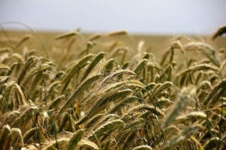 Romania va avea o productie record de grau in 2021