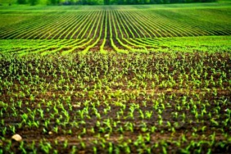 Productia vegetala, mai generoasa in vestul Romaniei
