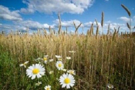 USDA: Productii record de grau si porumb la nivel global