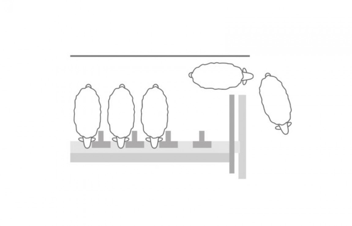 Top 7 produse pentru oi si capre de care ai nevoie la ferma