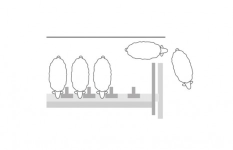 Top 7 produse pentru oi si capre de care ai nevoie la ferma