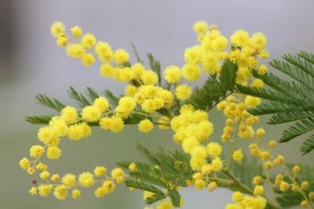 Prognoza agrometeorologica pentru perioada 17-23 martie 2021