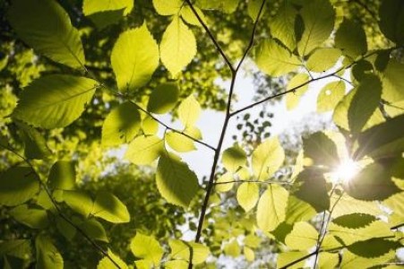 Prognoza agrometeorologica pentru perioada 20-26 mai 2021