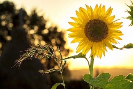 Prognoza agrometeorologica pentru perioada 22-28 mai 2021