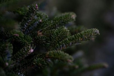 Prognoza agrometeorologica pentru perioada 3-9 decembrie 2021