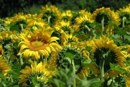Prognoza agrometeorologica pentru perioada 10-16 august 2021