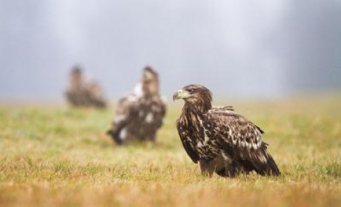 Prognoza agrometeorologica pentru perioada 13-19 august 2020
