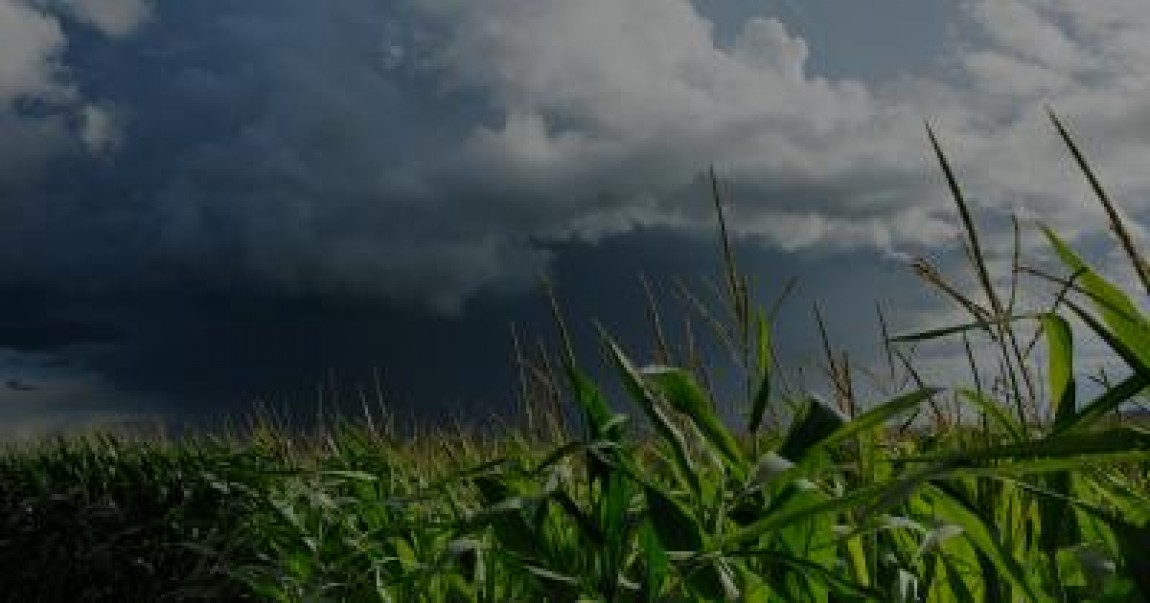 Prognoza agrometeorologica pentru perioada 14 - 20 august 2019
