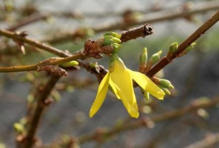 Prognoza agrometeorologica pentru perioada 27 februarie - 5 martie 2021