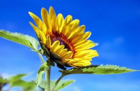 Prognoza agrometeorologica pentru perioada 29 iulie-4 august 2020