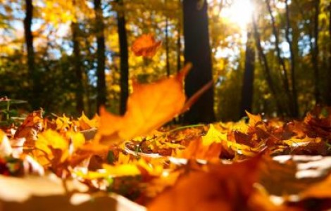 Prognoza agrometeorologica pentru perioada 26 noiembrie - 2 decembrie 2020